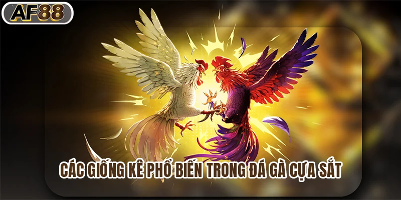 Các giống kê phổ biến trong đá gà cựa sắt