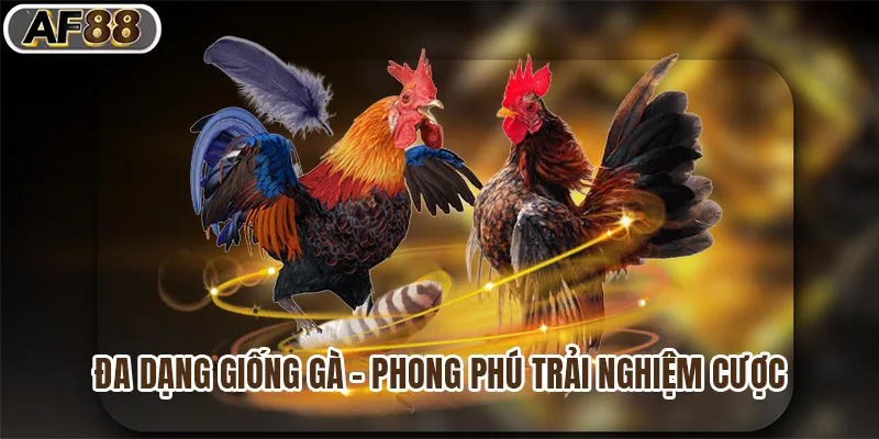 Đa dạng giống gà - Phong phú trải nghiệm cược