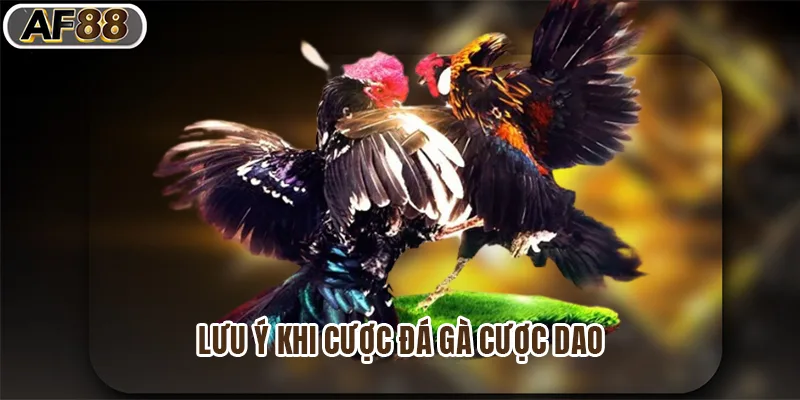 Lưu ý khi cược đá gà cược dao
