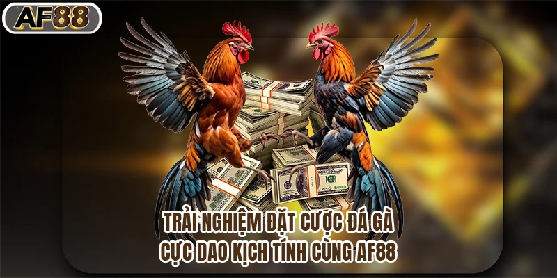 Trải Nghiệm Đặt Cược Đá Gà Cựa Dao Kịch Tính Cùng Af88